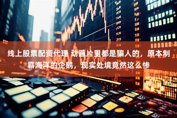 线上股票配资代理 动画片里都是骗人的，原本制霸海洋的企鹅，现实处境竟然这么惨